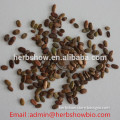 Albizia julibrissin Durazz Tree seeds for planting .